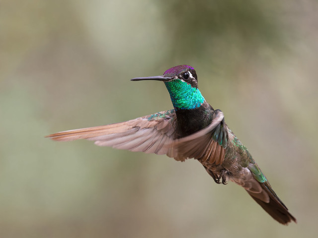 Hummingbird, Rivoli's-01, 2023-05- crop