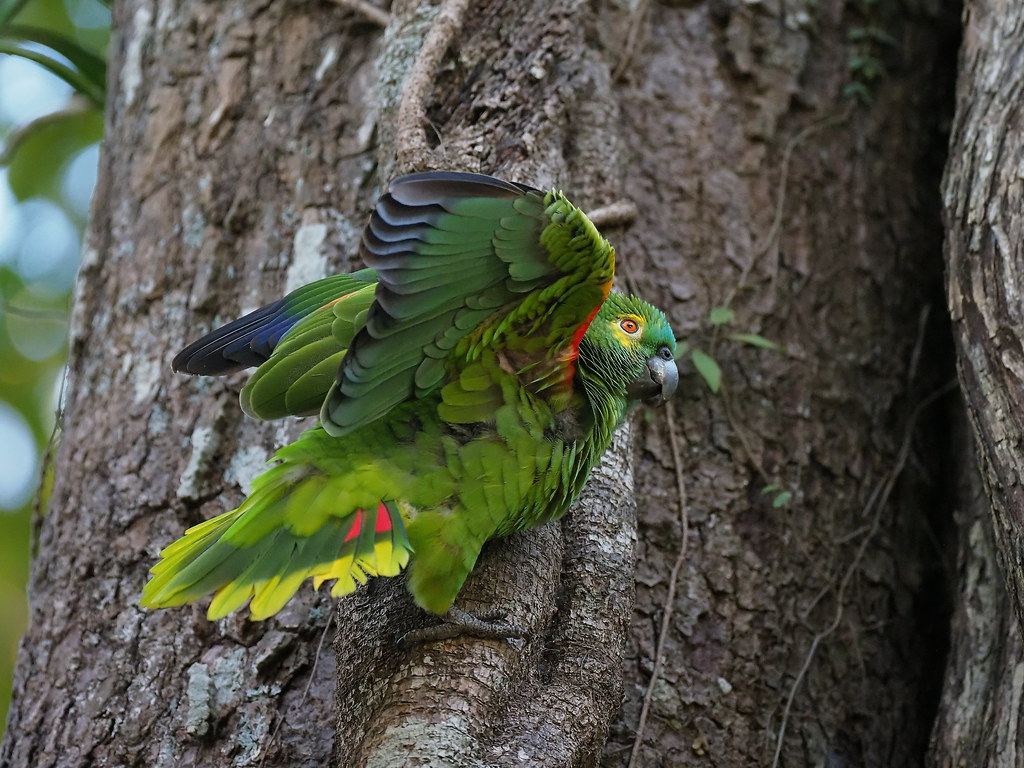 Turquoise-fronted Amazon (Amazona aestiva) also called Blue-fronted Parrot, puffing up and shaking its feathers