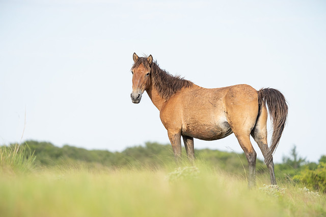 Wild Horses of Outer Banks