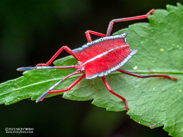 Giant shield bug nymph (Pycanum sp.) - P7084671