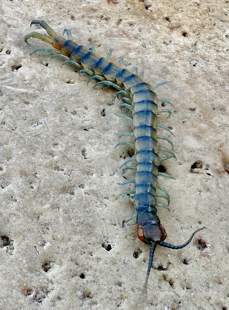 Blue Centipede