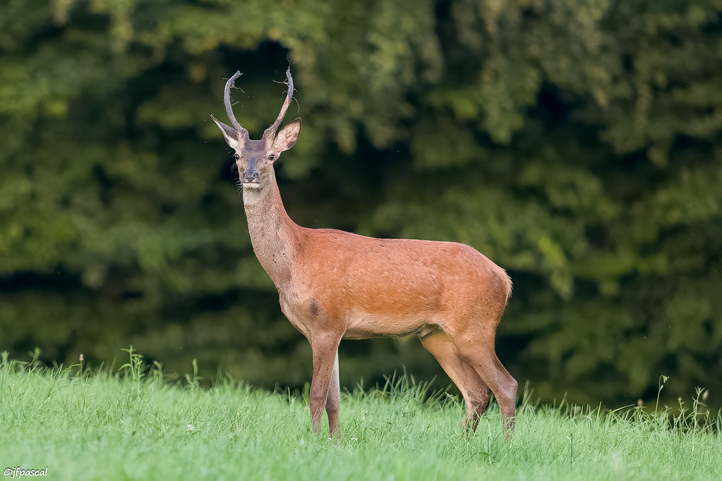 Cerf élaphe (Cervus elaphus) - Red deer