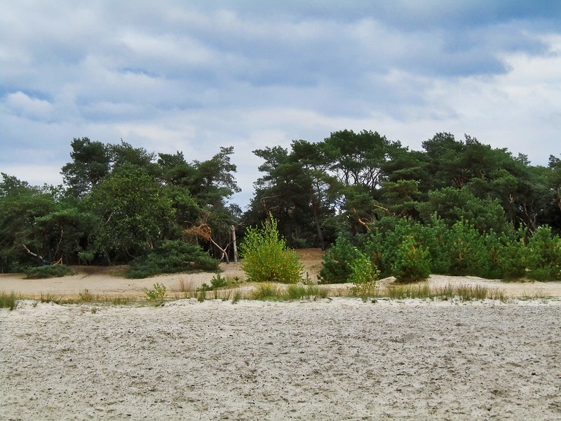 A protected nature reserve in Lommel, Belgium.