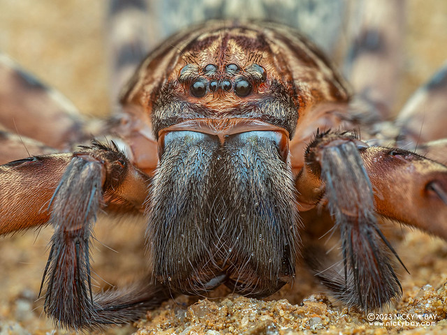 Cave huntsman spider (Heteropoda sp.) - P7084730