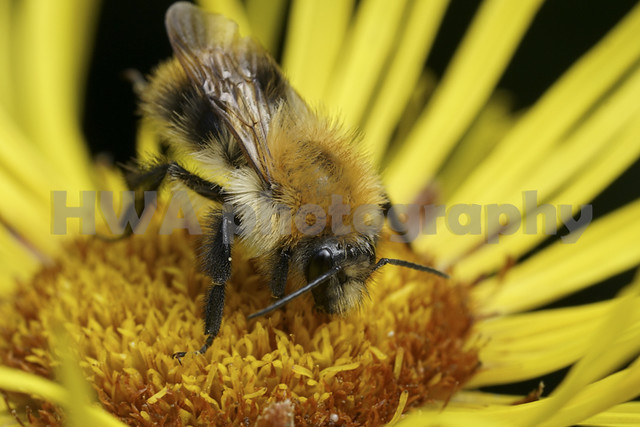 Closeup on a fluffy orange Brown banded carder bee , Bombus pascuorum, sitting on a yellow Inula flower