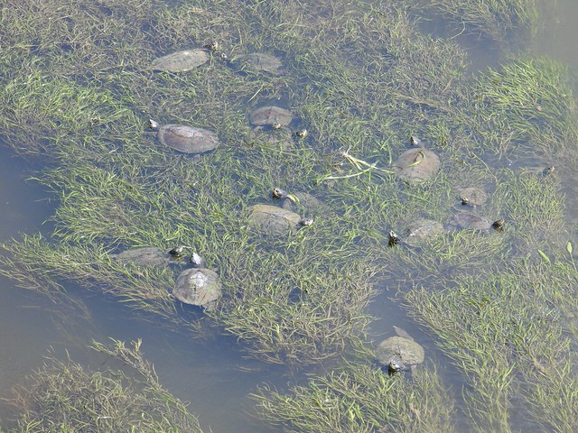 Map Turtles lounging in the Juniata River, Perry County, Pennsylvania, August 2023