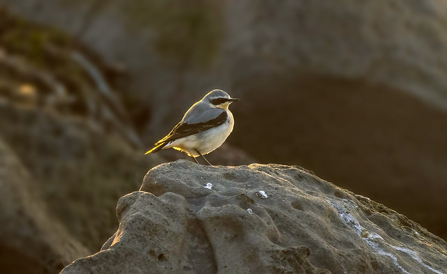 Northern wheatear / Steindepill (Oenanthe oenanthe)