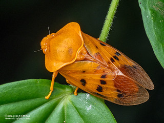 Froghopper (Opistharsostethus sp.) - P7084678
