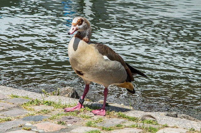 Egyptian goose poses for the camera