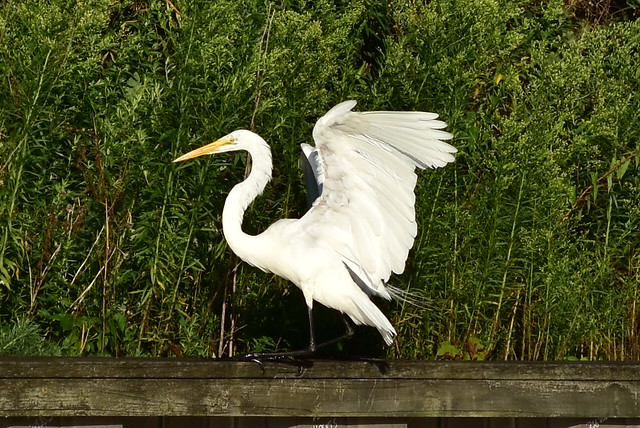 1324 Great White Egret dropping in @ Centerport.