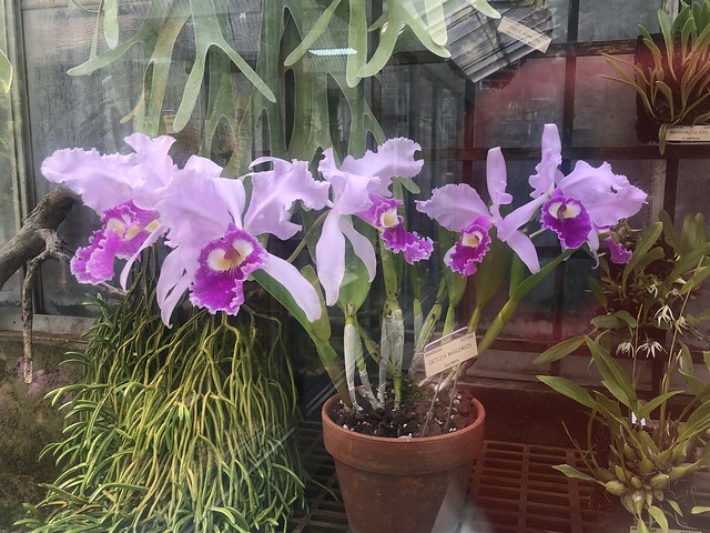 Colombian Orchid