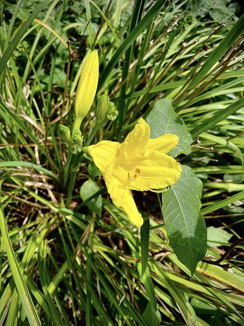 Yellow day lily nestled against poison ivy
