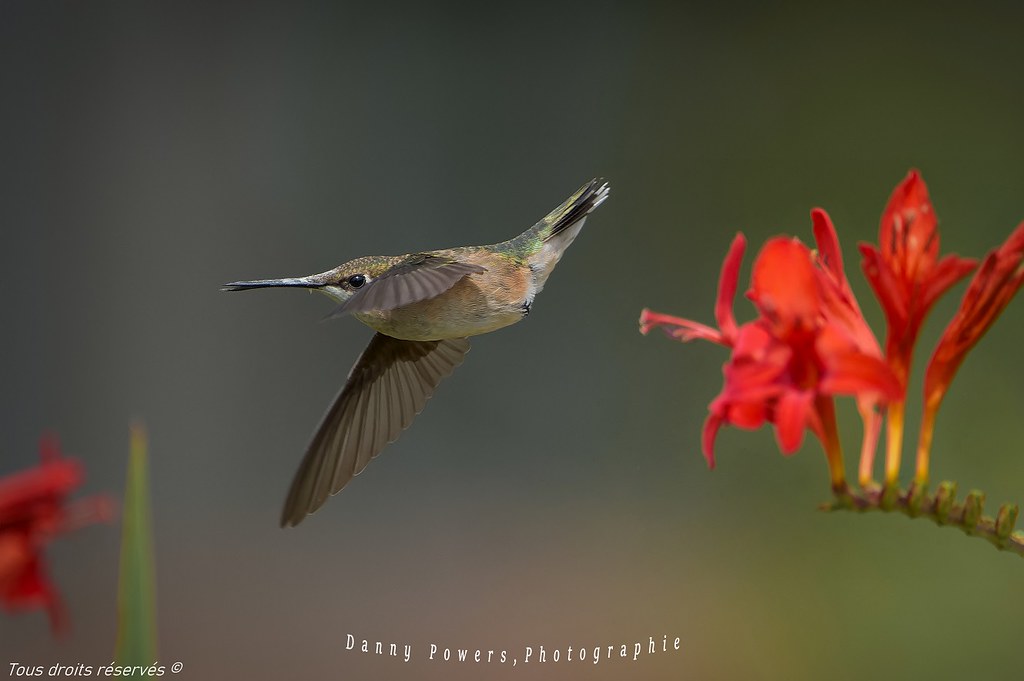 Colibri a gorge rubi,  femelle,  Ruby-throated hummingbird , female