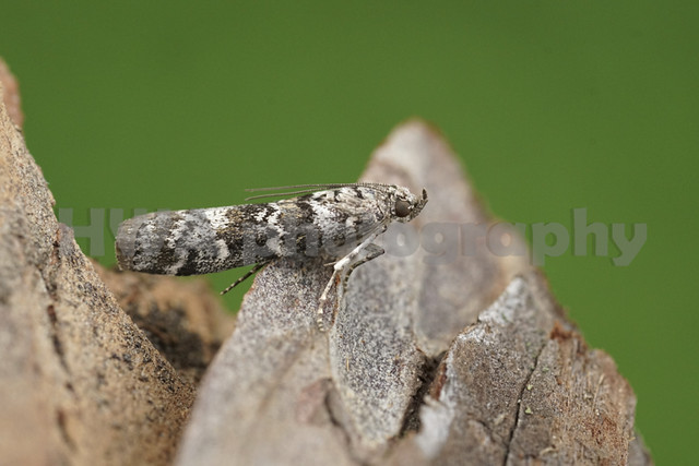 Closeup on the Dark Pine, Knot-horn micro moth, Dioryctria abietella sitting on wood