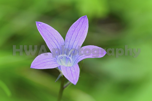 Colorful closeup on a flower of the spreading bellflower , Campa