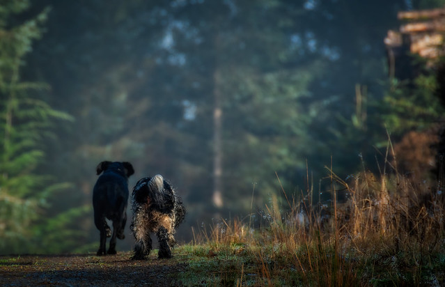 The long walk home