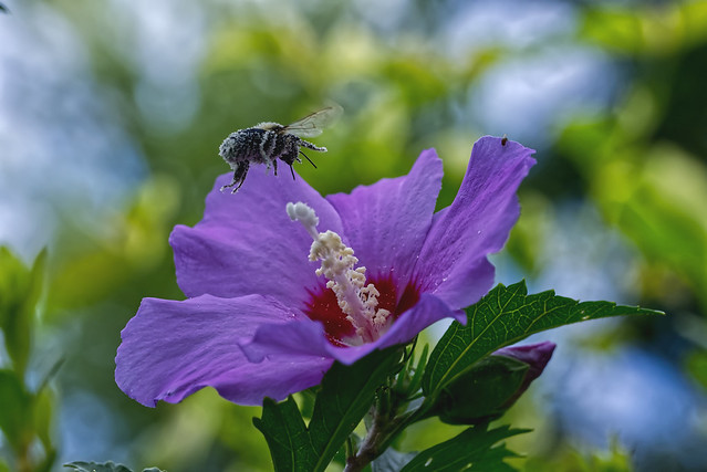 Bumblebee Bokeh (Explored 8/14/23)