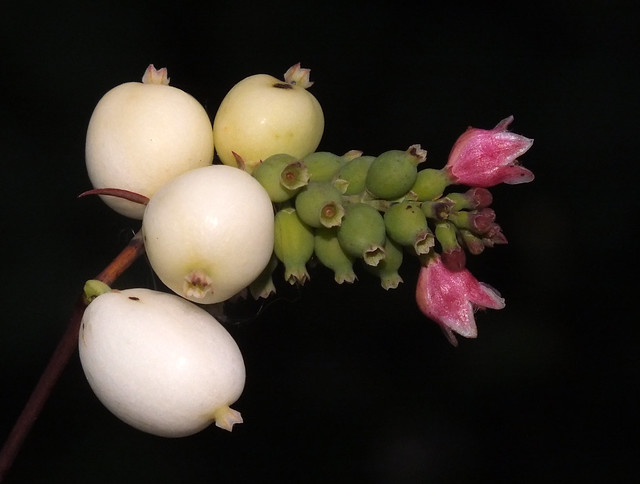 Common snowberry (Symphoricarpos albus) fruit, buds, and flowers