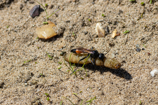 RSPB Minsmere Aug 2023-Sand Wasp