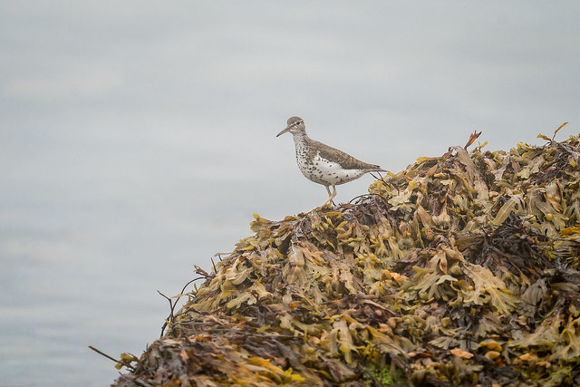 Kelp Wanted (Spotted Sandpiper)