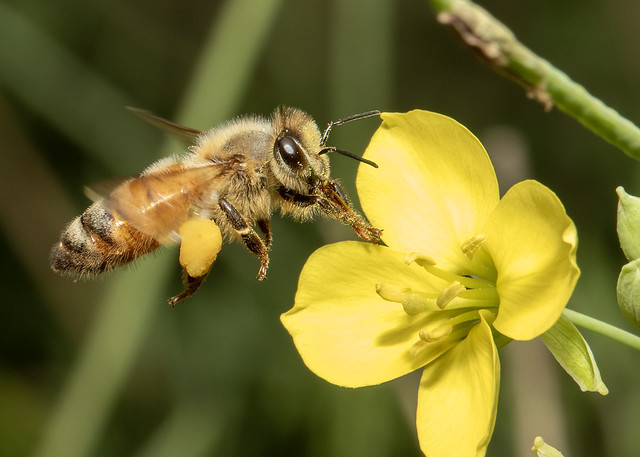 Honey Bee on Arugula