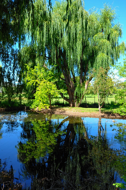 Reflection of a weeping willow