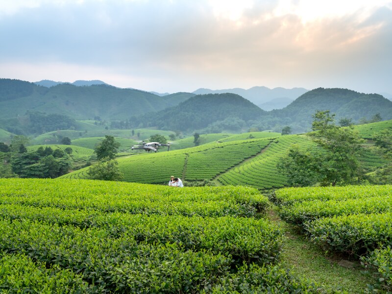 North Vietnam itinerary - Tea plantation outside of Hanoi