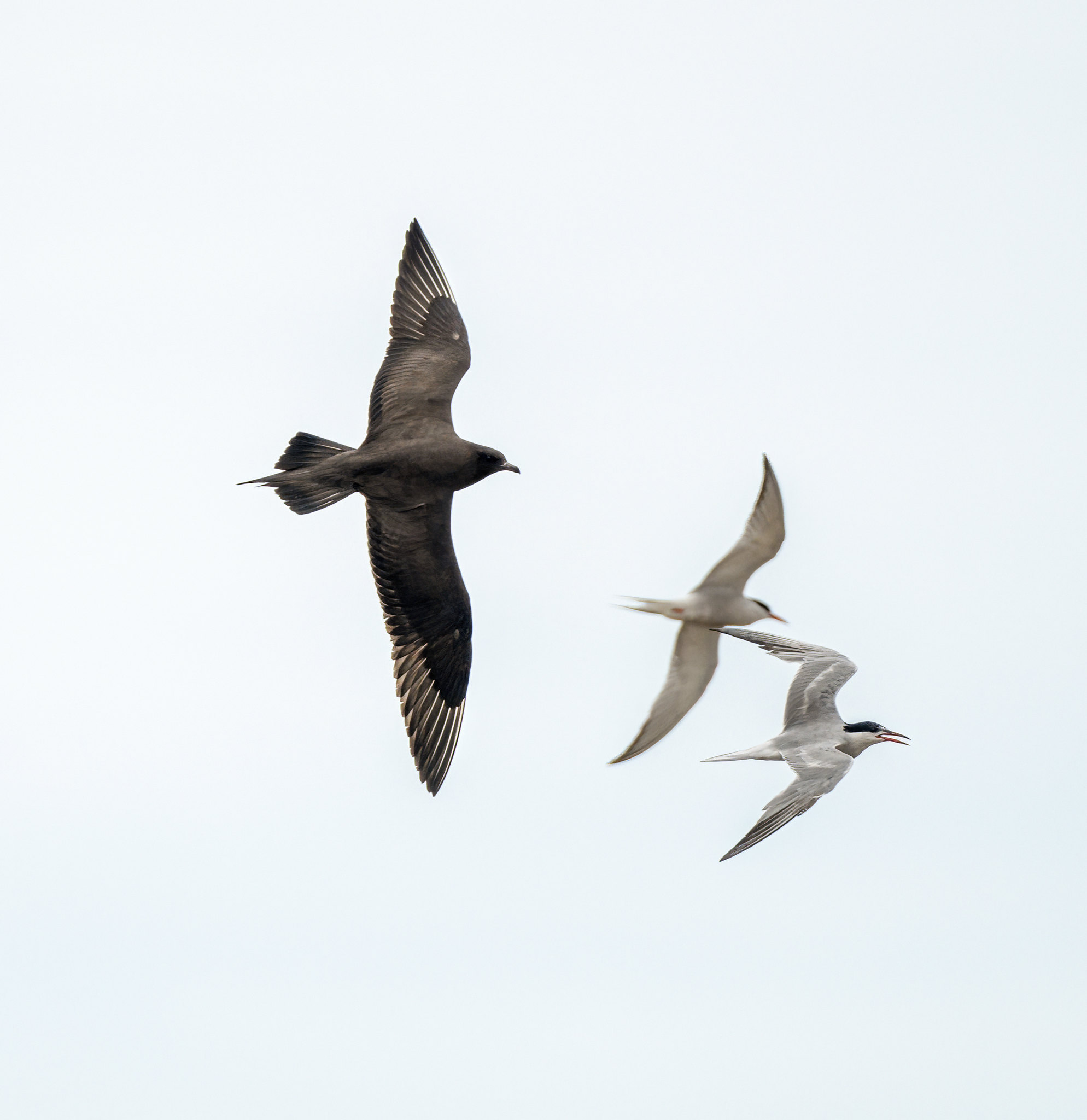 Arctic Skua chasing Terns - record shots