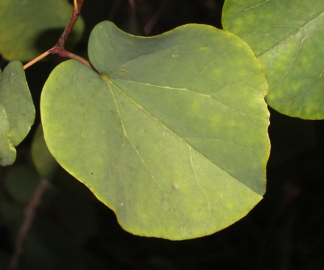 Judas tree (Cercis siliquastrum) leaf