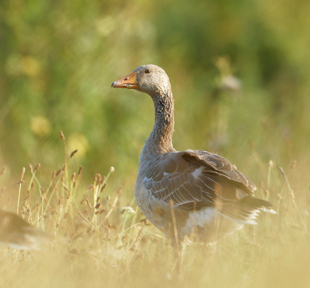 Ganso común / Anser anser / Greylag goose