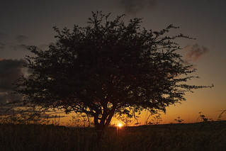The Sunset Tree, But Much Closer