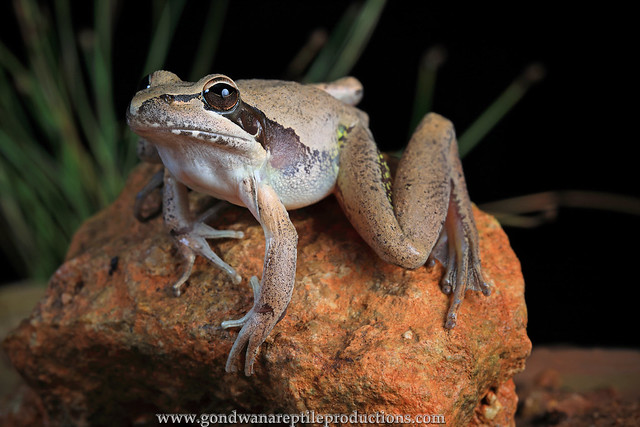 Wotjulum frog (Litoria watjulumensis)