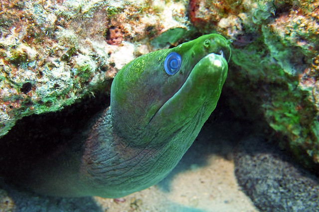 blue eyed eel