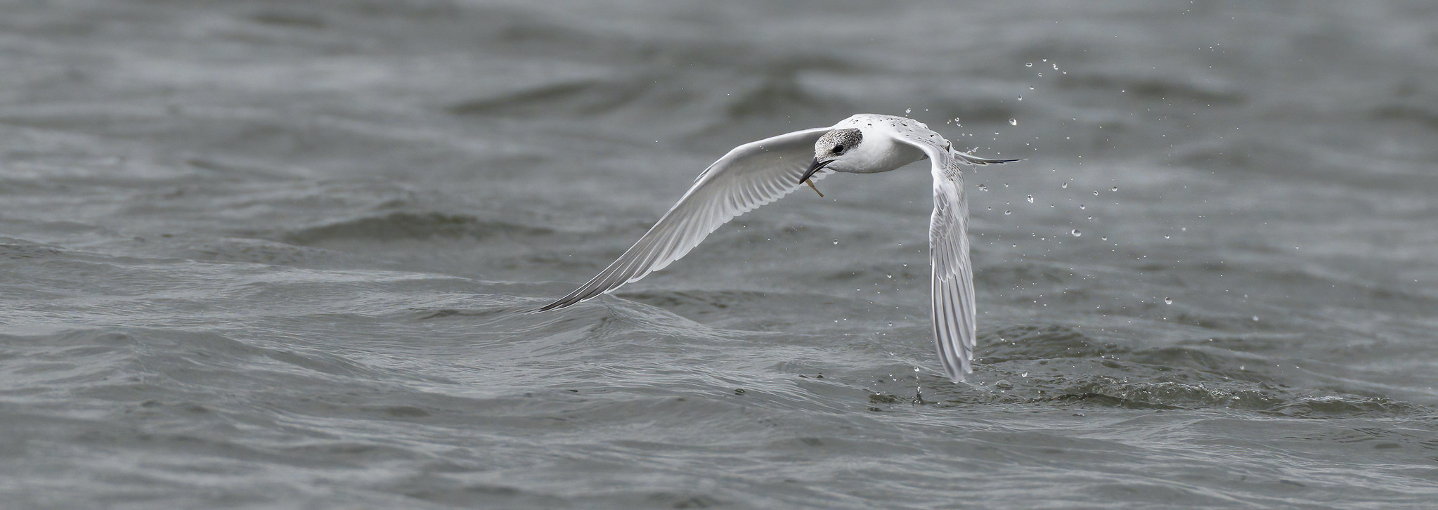 Sandwich Tern - diving and scooping food....