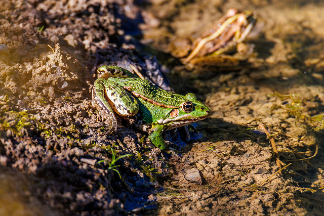 Didžioji kūdrinė varlė / Rana esculenta / Edible frog