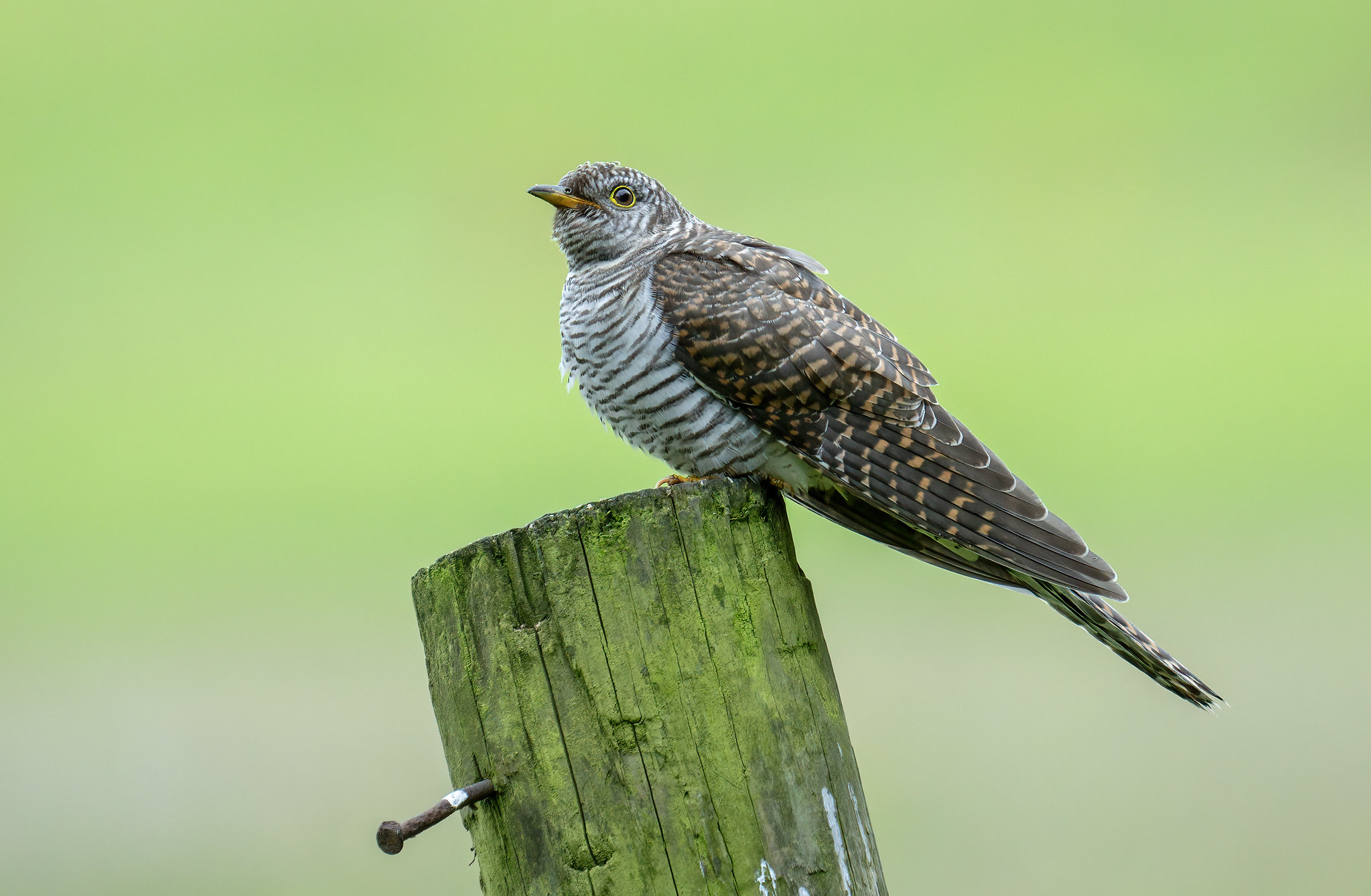 Juvenile Cuckoo