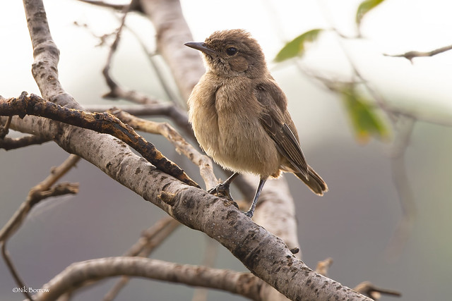 Brown-tailed Rock Chat Oenanthe scotocerca turkana