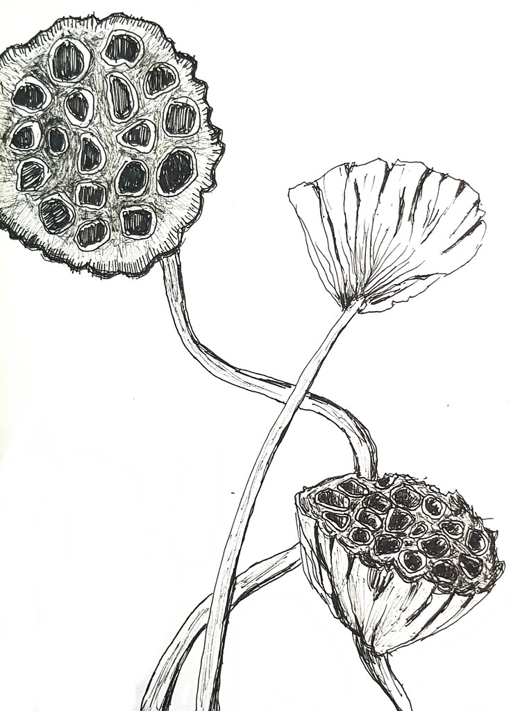 死的蓮花 Dead lotus flower - Artline Pen ...