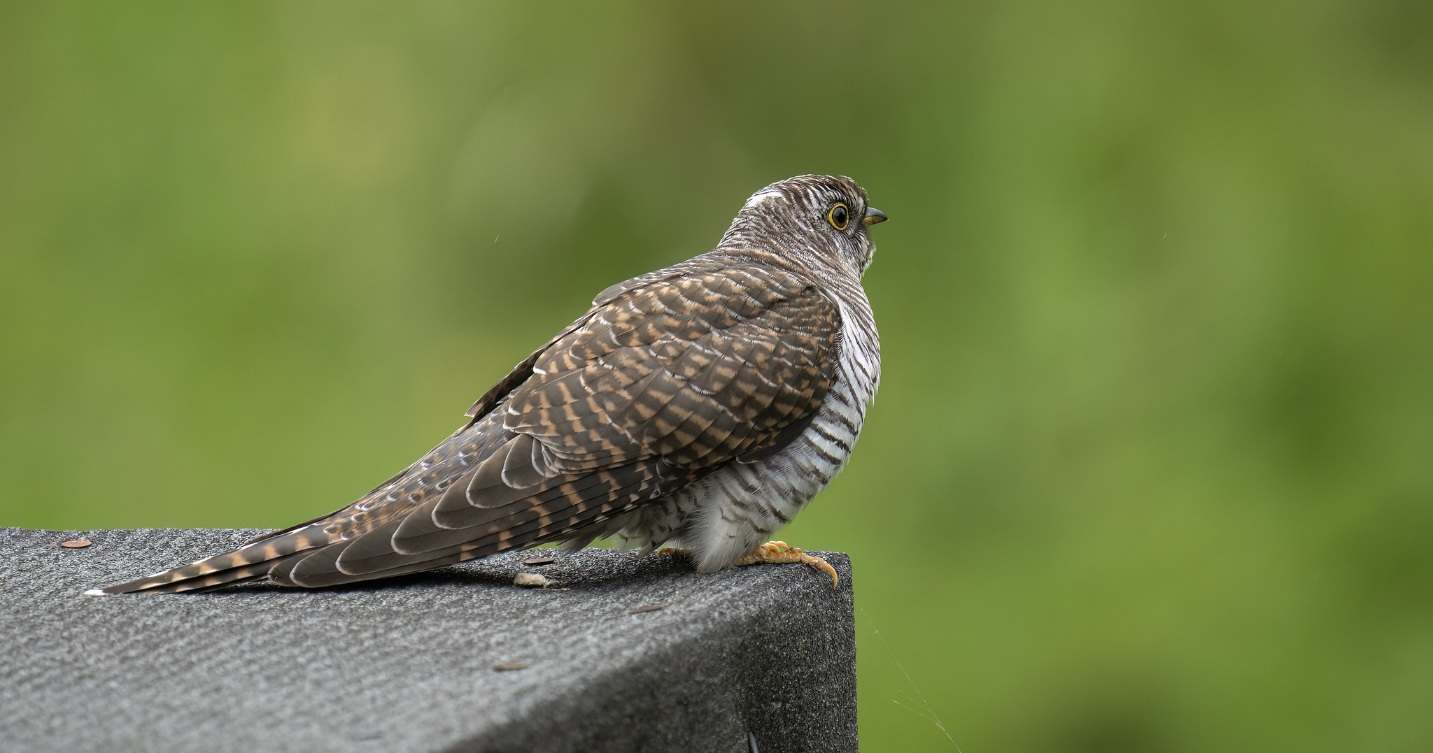 Juvenile Cuckoo - showing the tell-tale white spot on the nape.