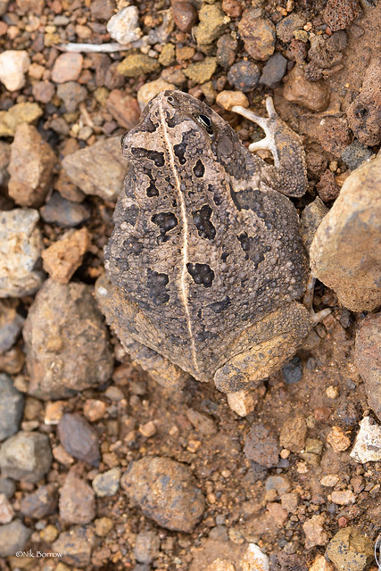 Cryptic Sand Frog Tomopterna cryptotis