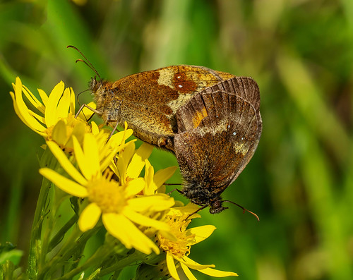 Gatekeeper. | by pecky2013