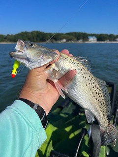Angler holding a speckled trout