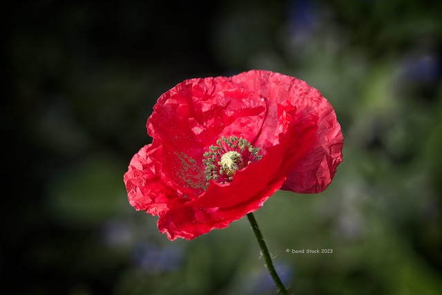 Another red Poppy ..