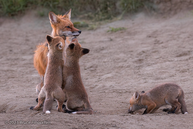 Two Red Foxes Kits Tenderly Greet Mother Red Fox While Another Is Ready To Pounce