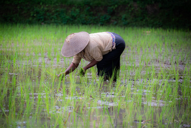 Planting rice. Indonesia