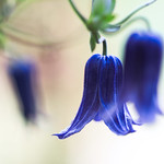 Clematis bell shape