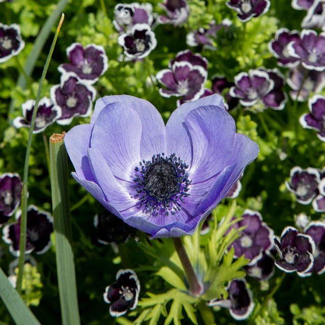 Poppy Anemone (Scottish borders)