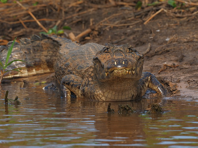 On adult Yacare Caimans, the large teeth in the lower jaw drill the upper jaw and protrude