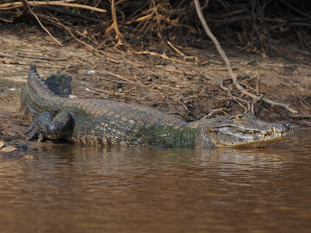 Hunted heavily for their skin in the 1980's, Caimans are now thriving with ten million living in the Pantanal Wetland