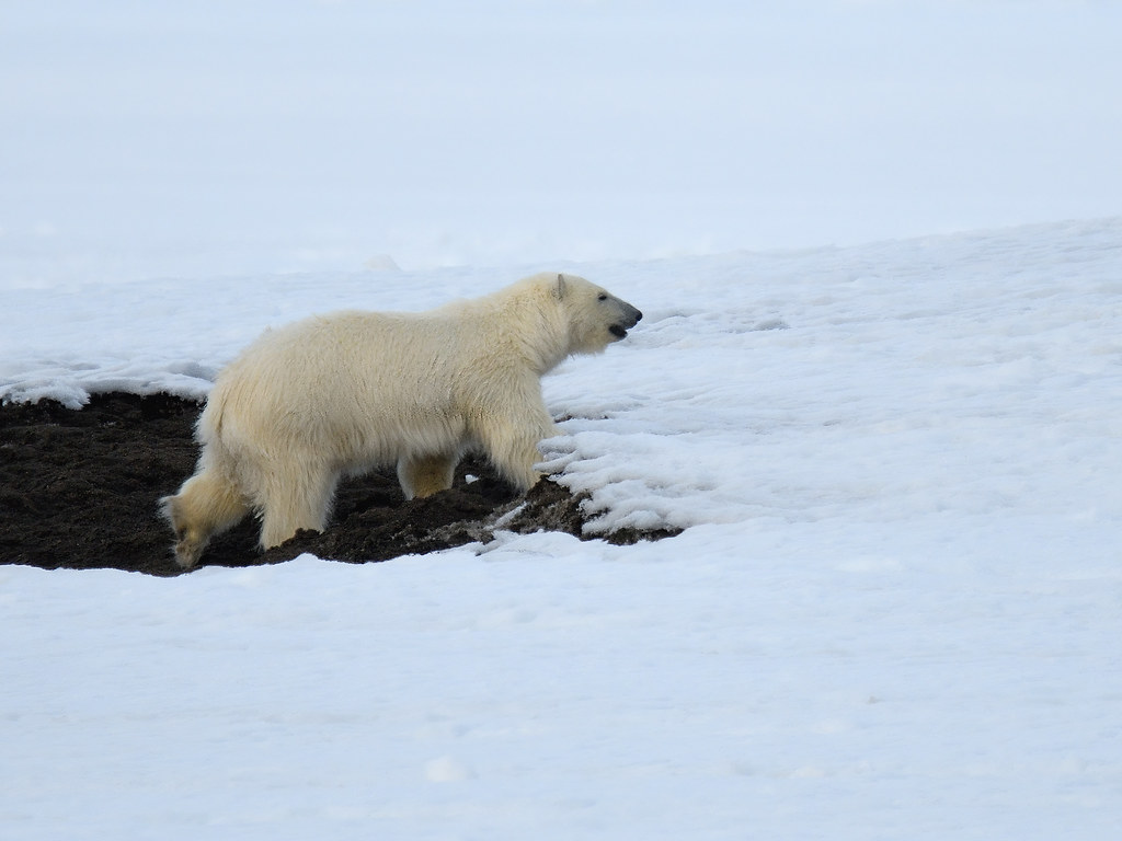 Ours polaire - Polar Bear | ALASKA Barrow | noelle piron | Flickr